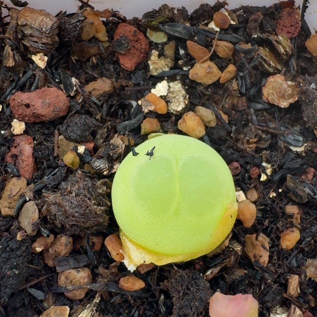 929新头尺寸1.3拉登带盆