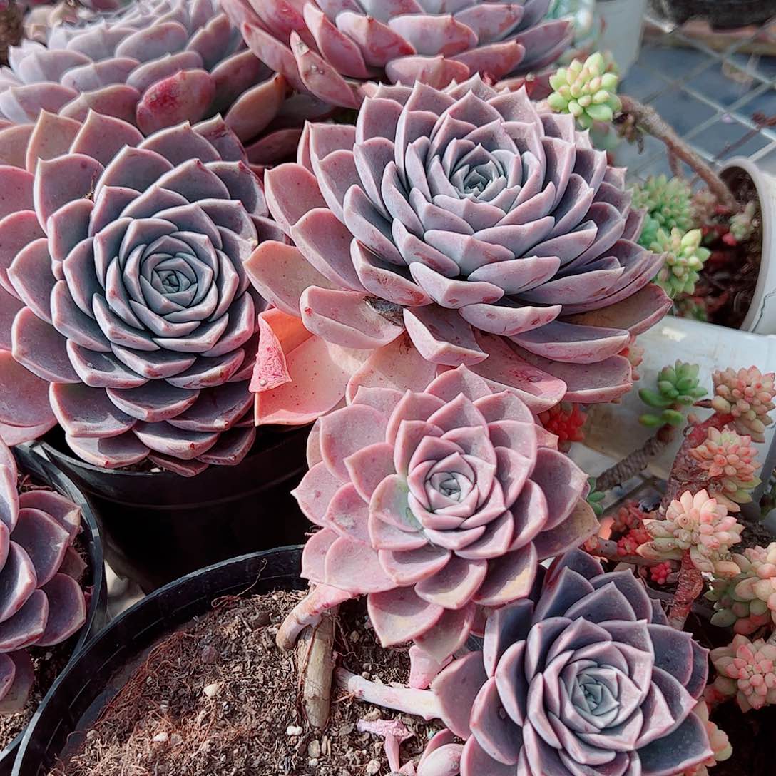 哈利沃森大单头带仔精品