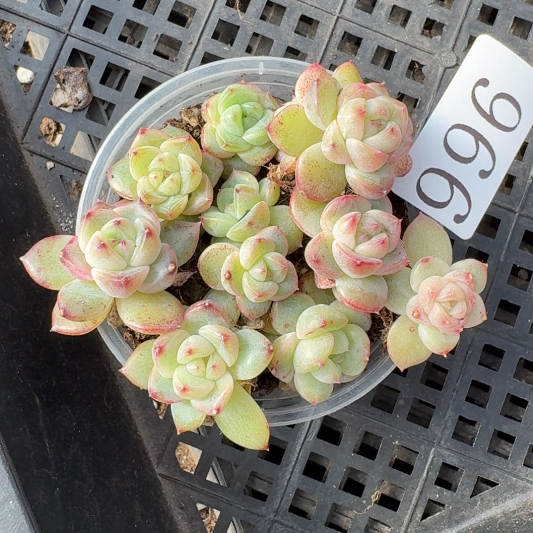 多肉植物多肉植物996