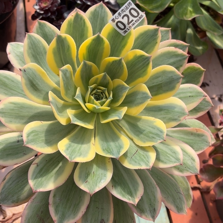 020灿烂掌心多肉法师锦不包侧枝断枝