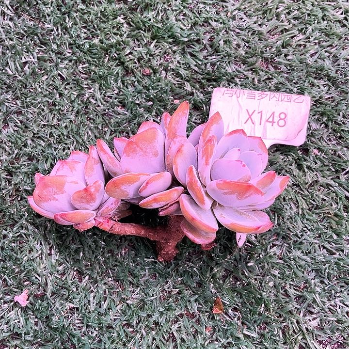 幸**庭我是你的小可爱啊我的小可爱啊呜呜