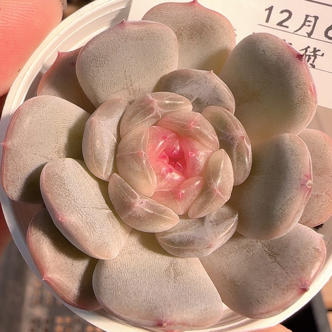 多肉1206-294白恋