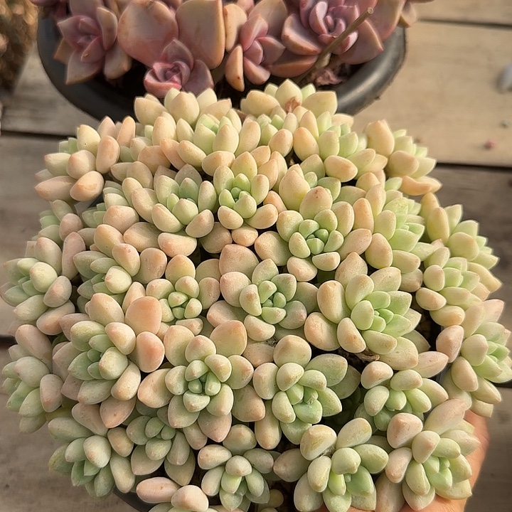 奶酪蛋糕多肉植物的