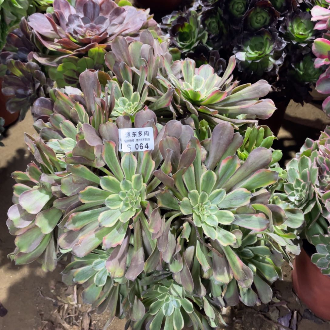 064粉黛多肉法师断枝不包