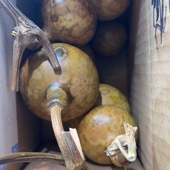 _***@葫芦葫芦葫芦葫芦