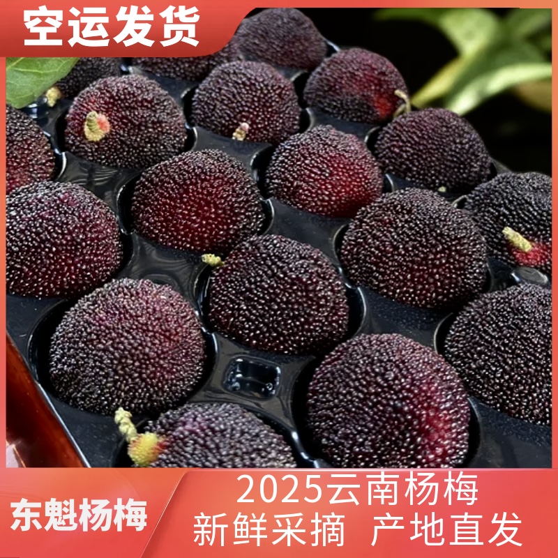 【空运发货】东魁精品杨梅云南高山酸甜可口新鲜采摘硬丝东魁好吃