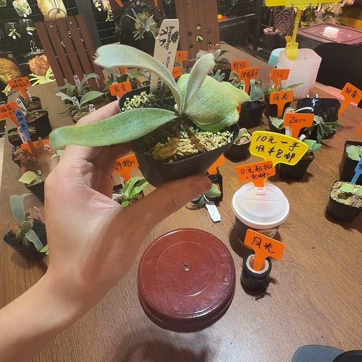 无花朵鹿野直播间竞拍月光