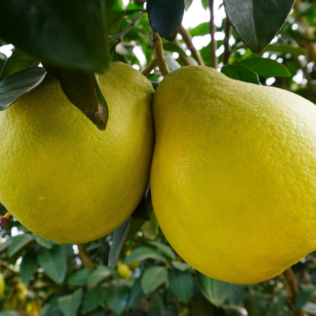 江永老树香柚纯甜无酸