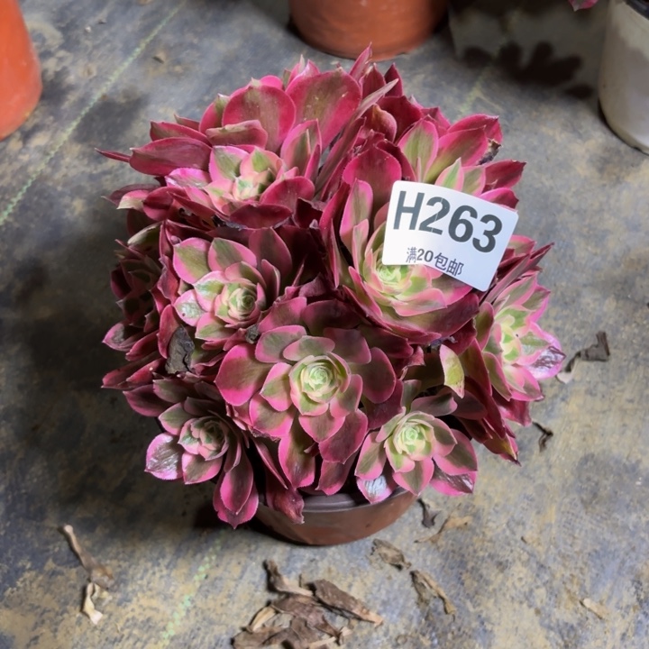 瑞妈，。。。。。263女巫，