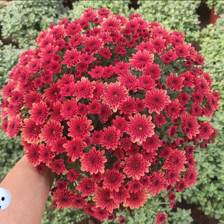 红色满天星球菊，盆栽带花苞易爆盆耐热耐寒适合阳台庭院四季开花