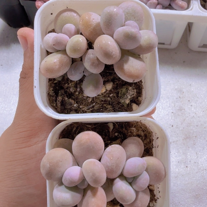 韩版双头蛋黄奶一颗
