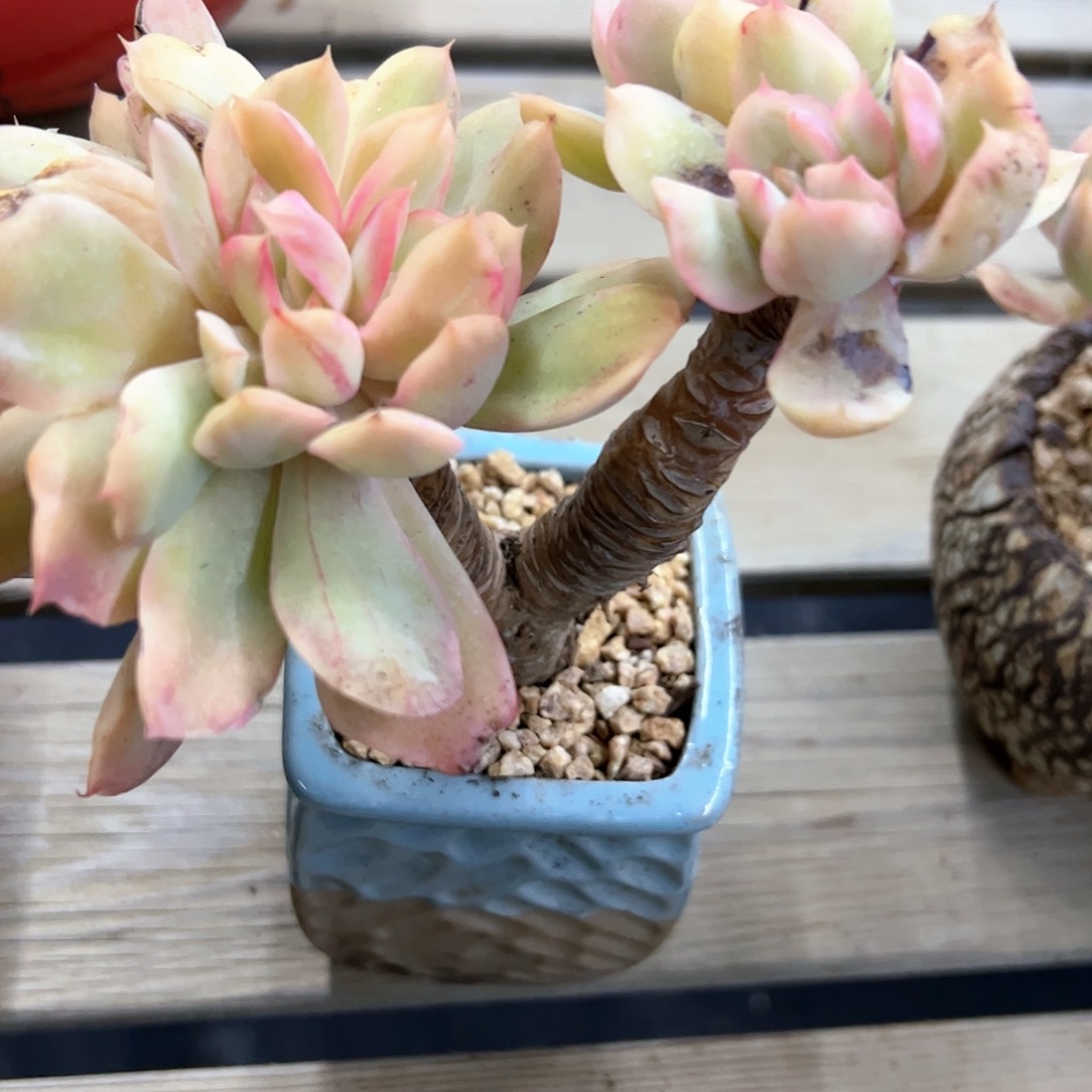 爱****酱绮罗锦18 零零多肉植物