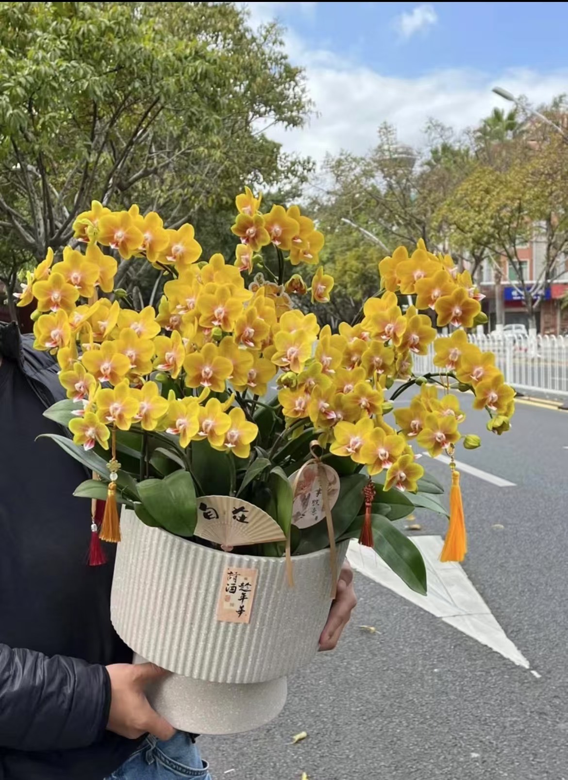 高货2花剑 浓香型【香水黄金】 丰花型蝴蝶兰
