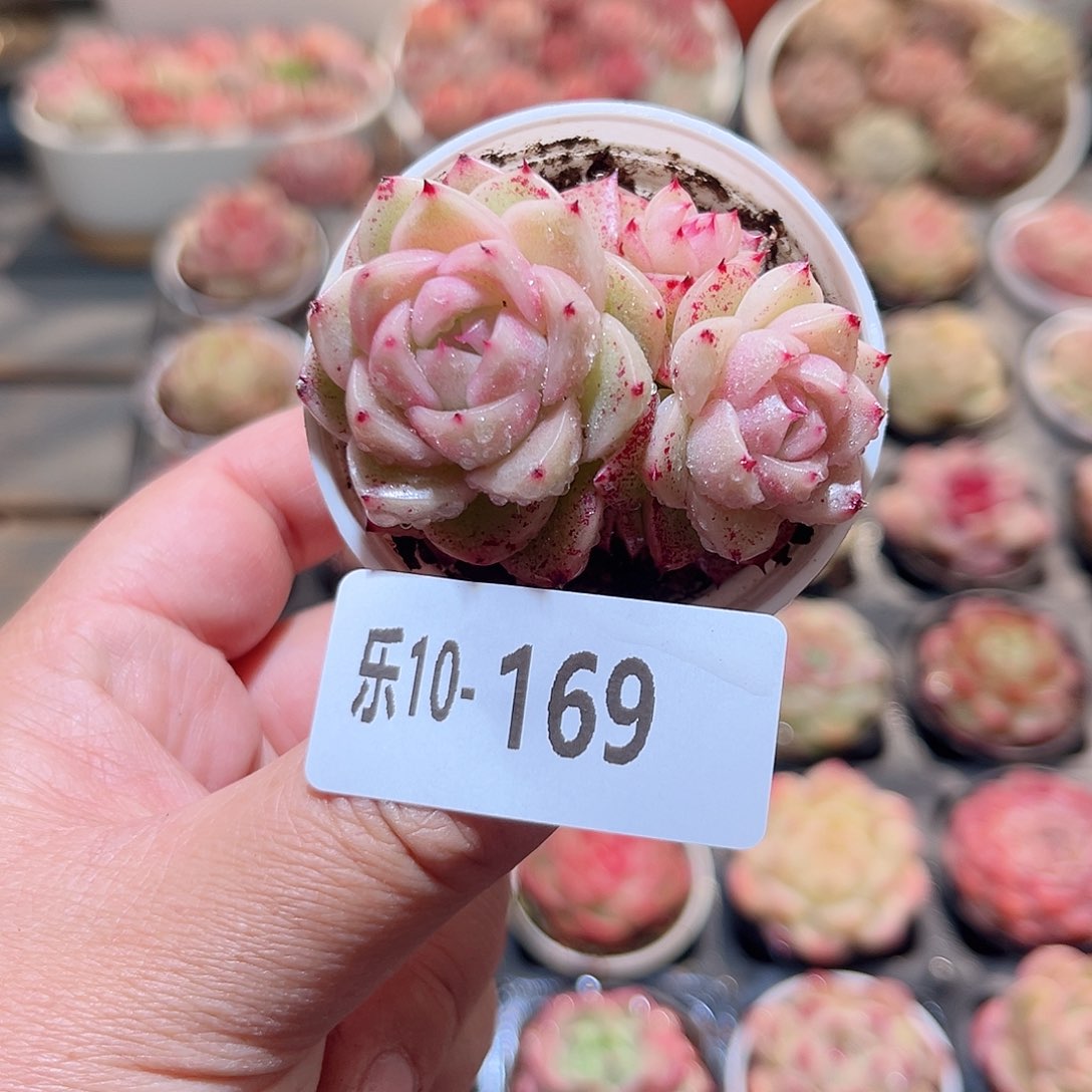 乐10-169 麦秆不包整