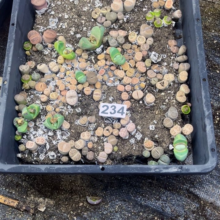 234 生石花一物一图如图带框