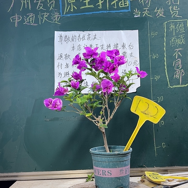 当前无花栽培后可以开花六翼天使122