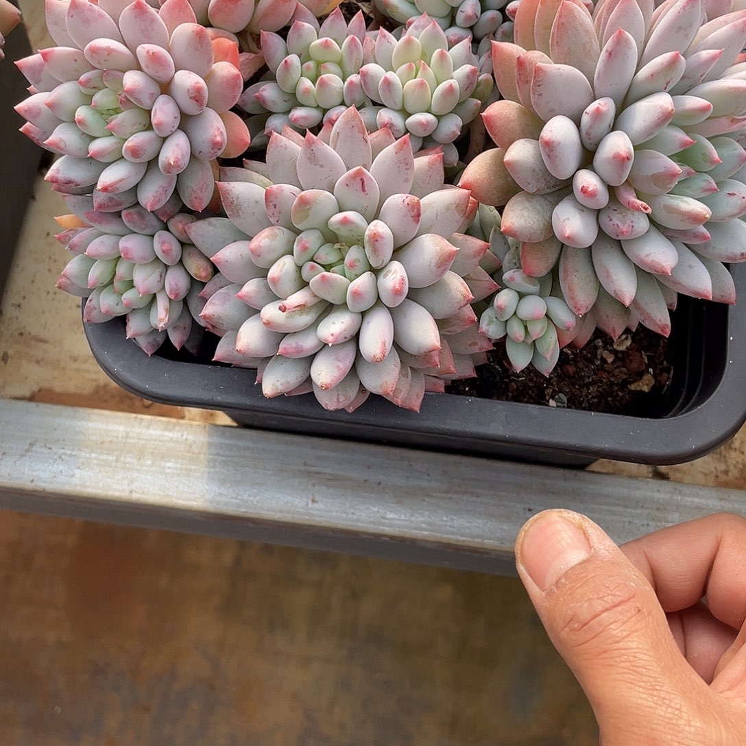 我***鱼明珠美人群生2637号