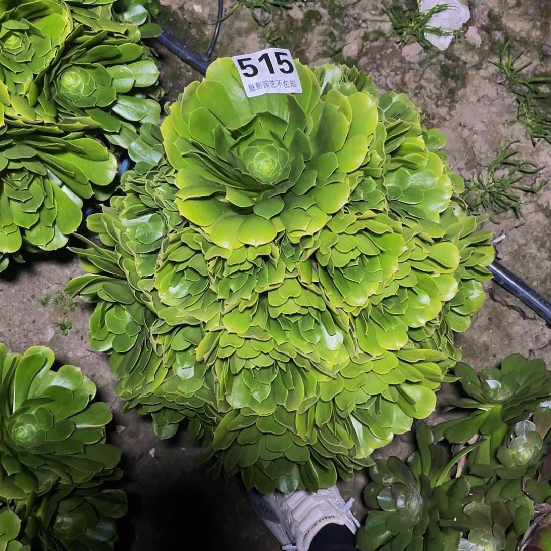 法师法师13-1包邮法师