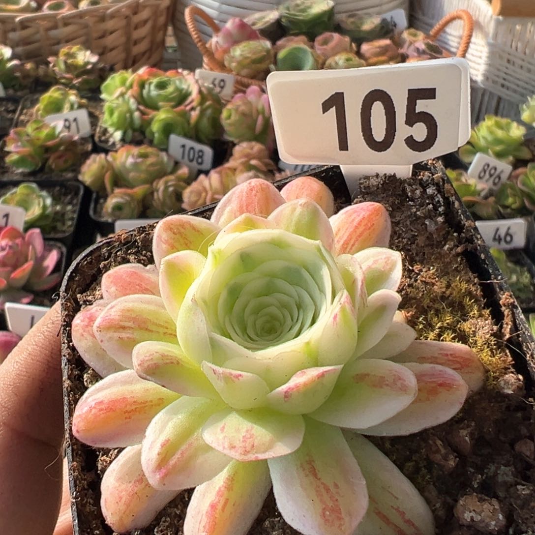 冬雪105山地玫瑰多肉