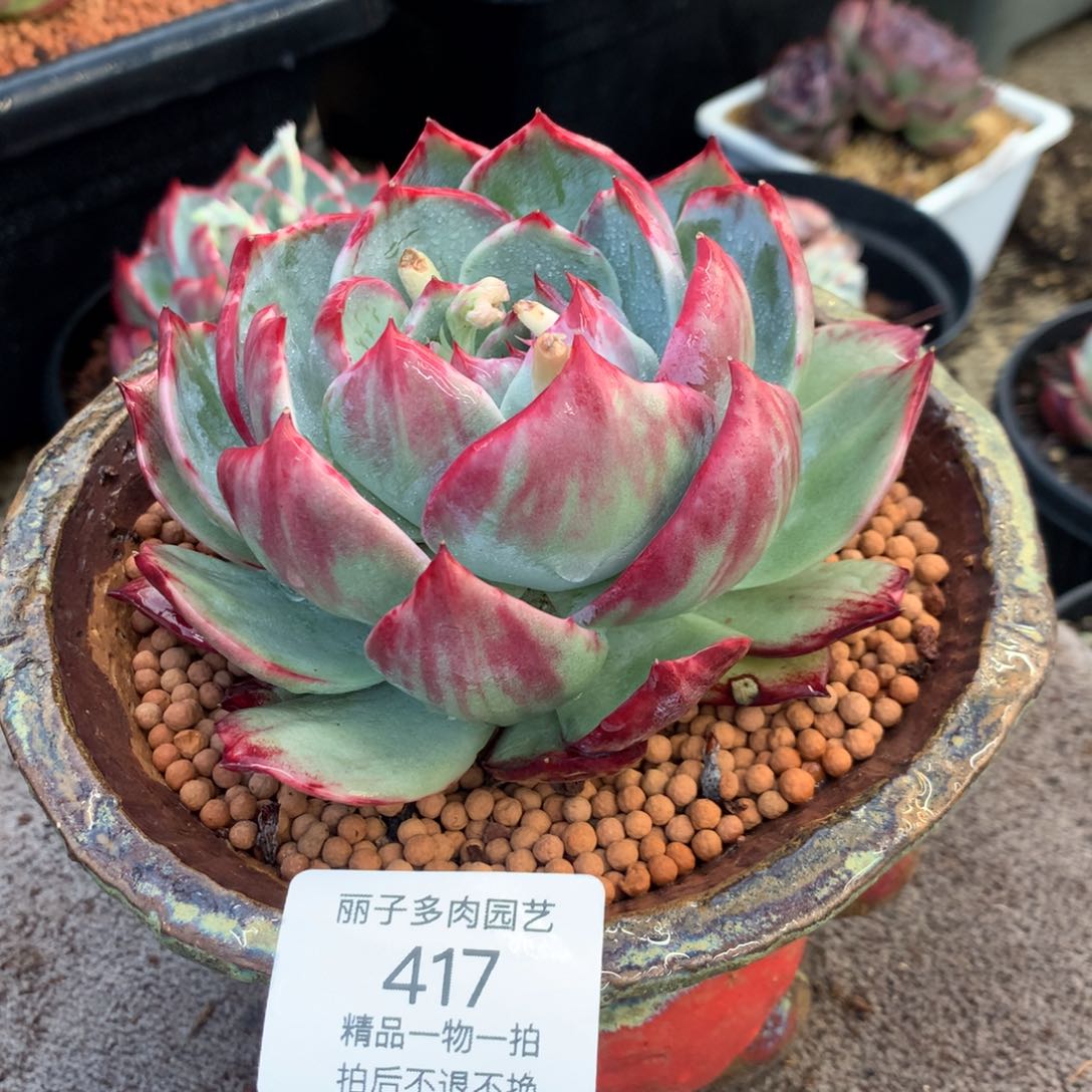 417花脸宽叶拉丝外翻。尺寸12。多肉植物