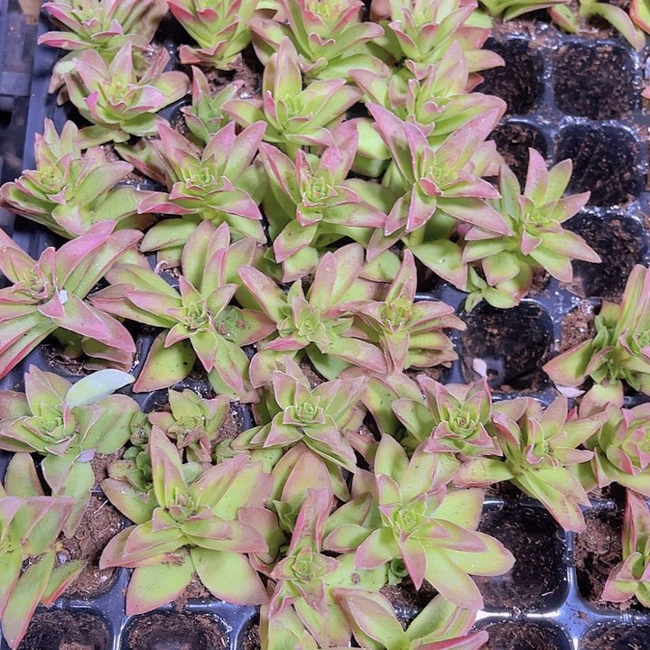 精品火祭多肉植物一单两颗