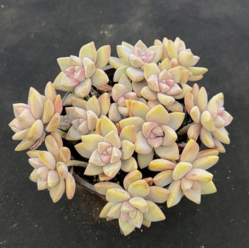 紫雾带盆土发满8.8包邮