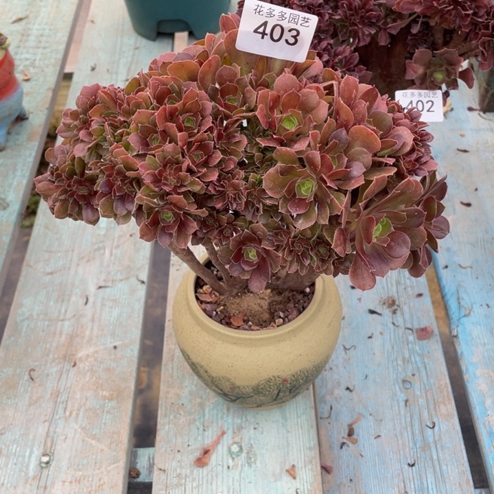 403号柠檬玫瑰缀花朵朵