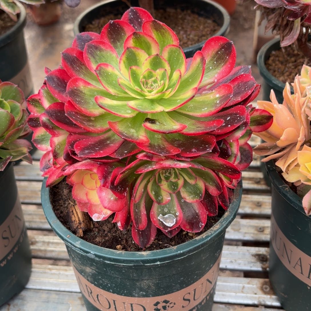 倾城9.9多肉植物