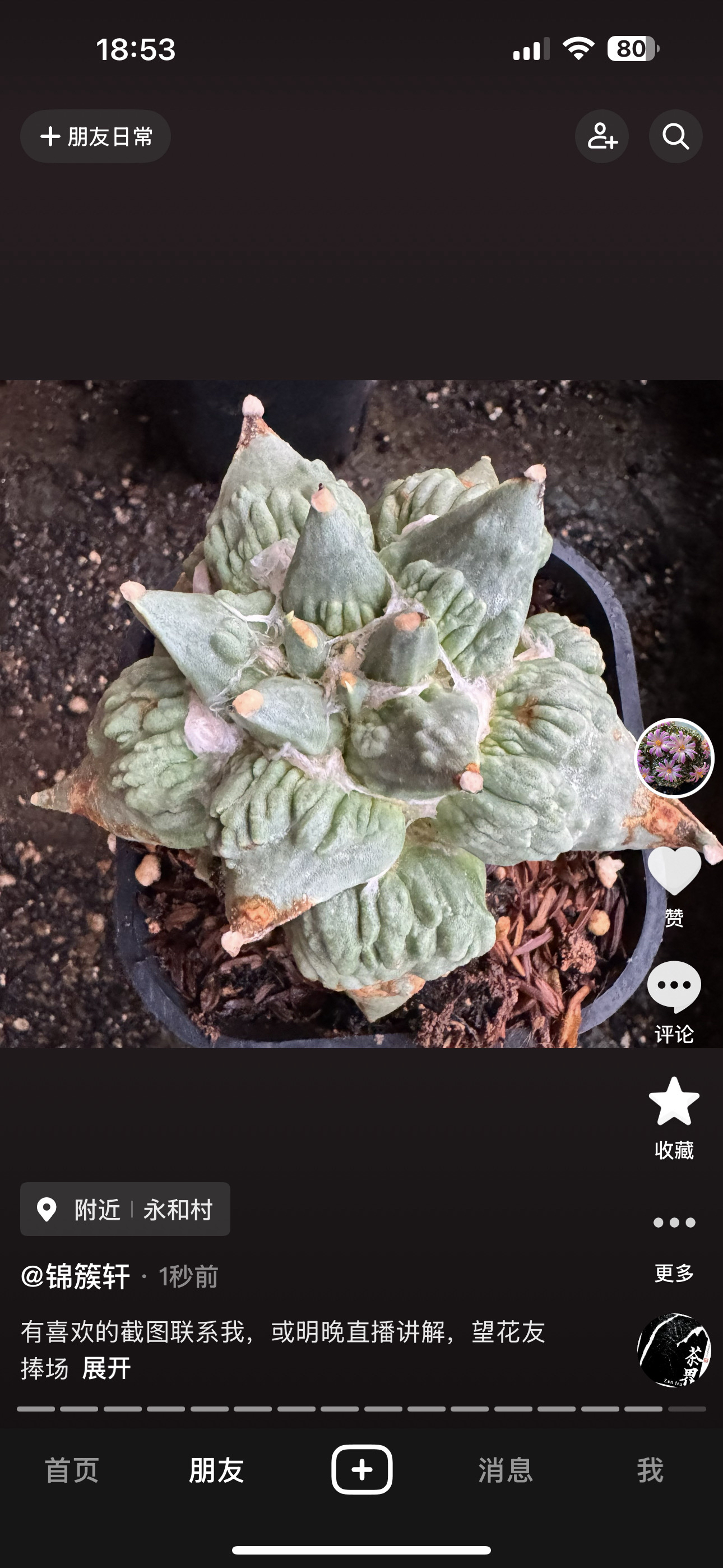 开花仙人科植物岩牡丹怒涛黑牡丹实物适合阳台办公室