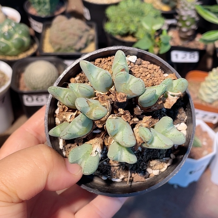 162少将肉椎多头，