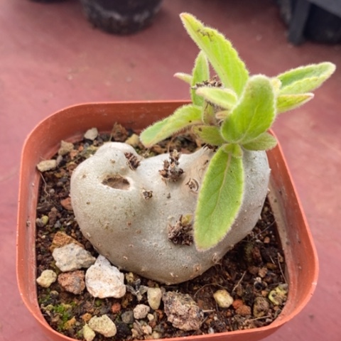 白花断崖5仙人球