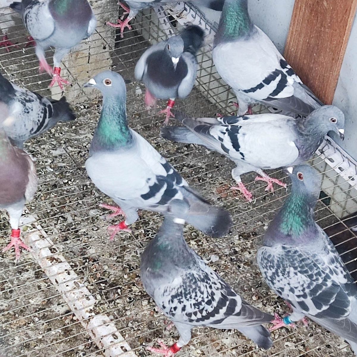 信鸽带足环生鲜选购  现杀