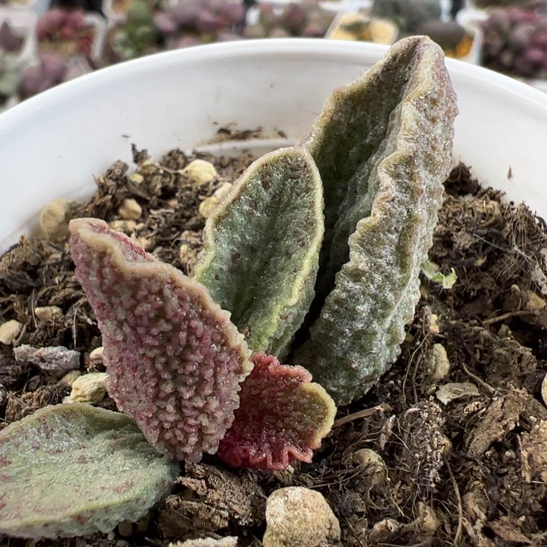酒红猪肝大苗多肉植物水泡
