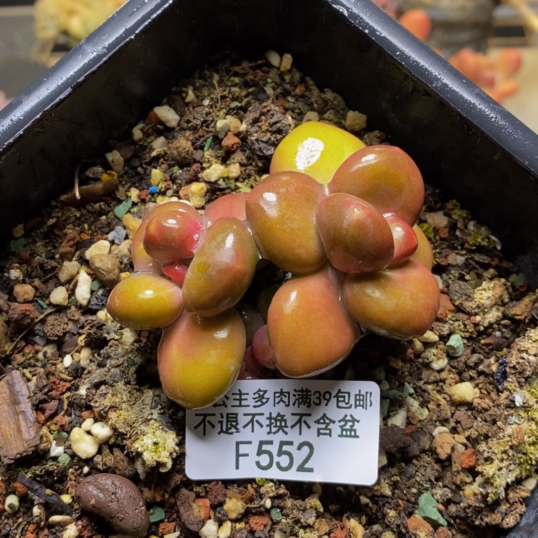打*豆552芒果奶kk奶多肉6c m