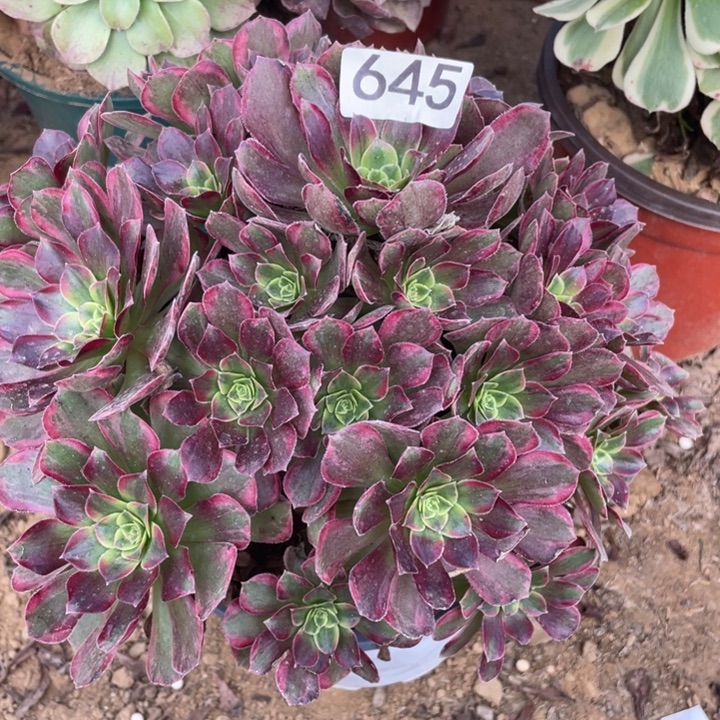 完全开放645对肉植物安娜