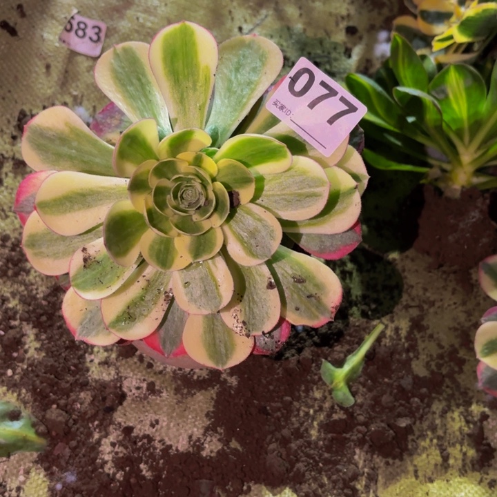 077镜花水月多肉植物