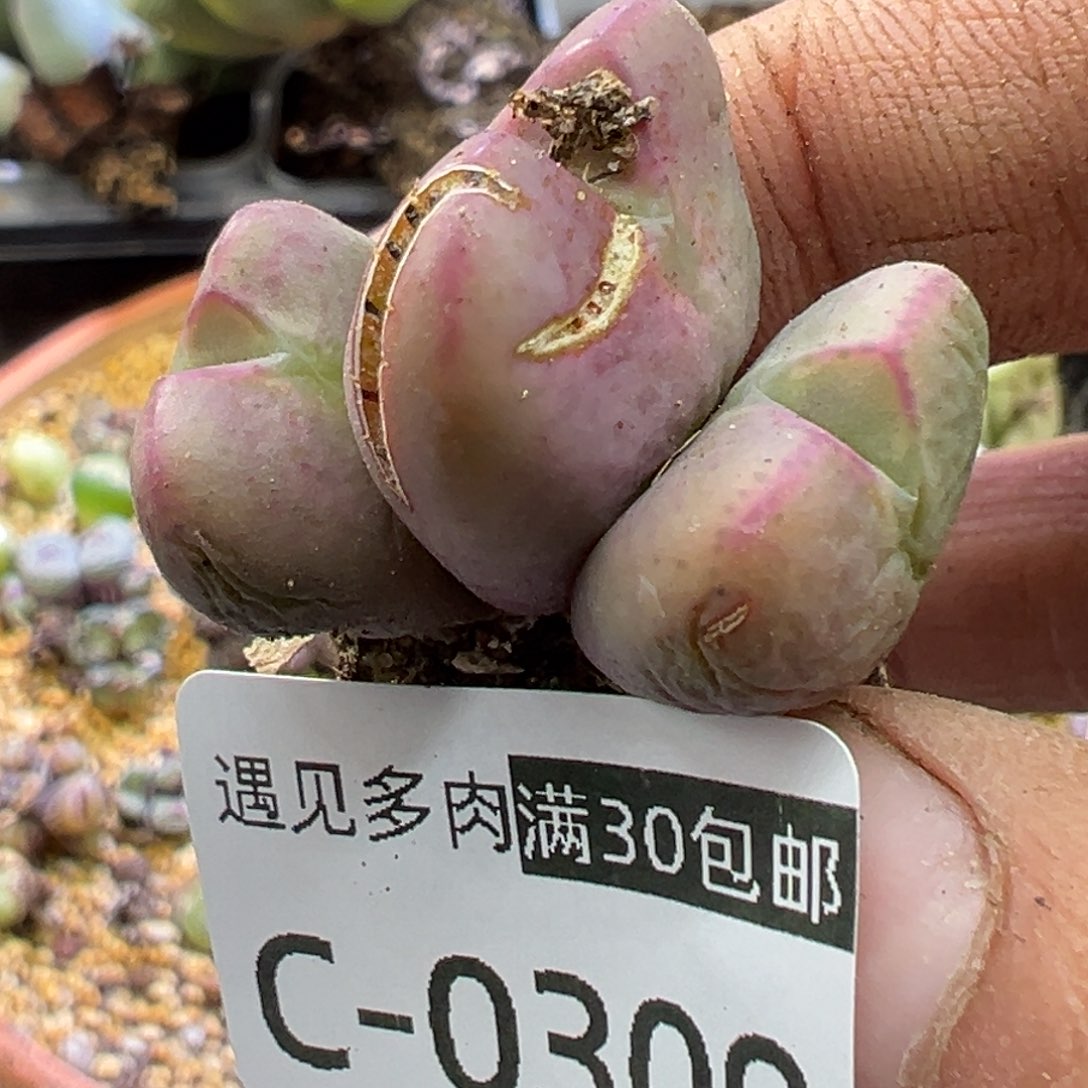 多肉植物11111111111111