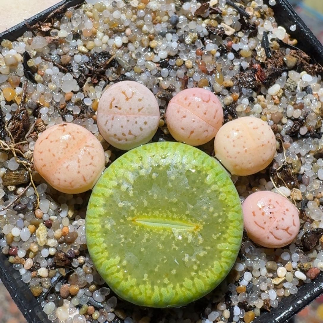 z小黄车里捡漏啦1347