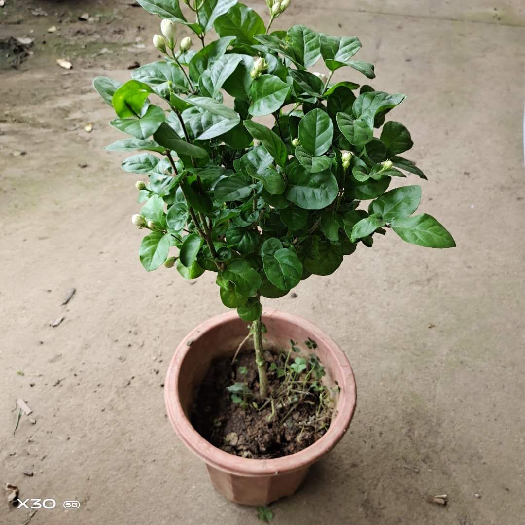 巴西菊花茉莉带花苞重瓣茉莉花盆栽室内外四季开花好养活