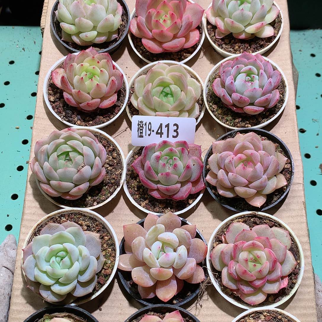 19-413一物一拍带盆18颗