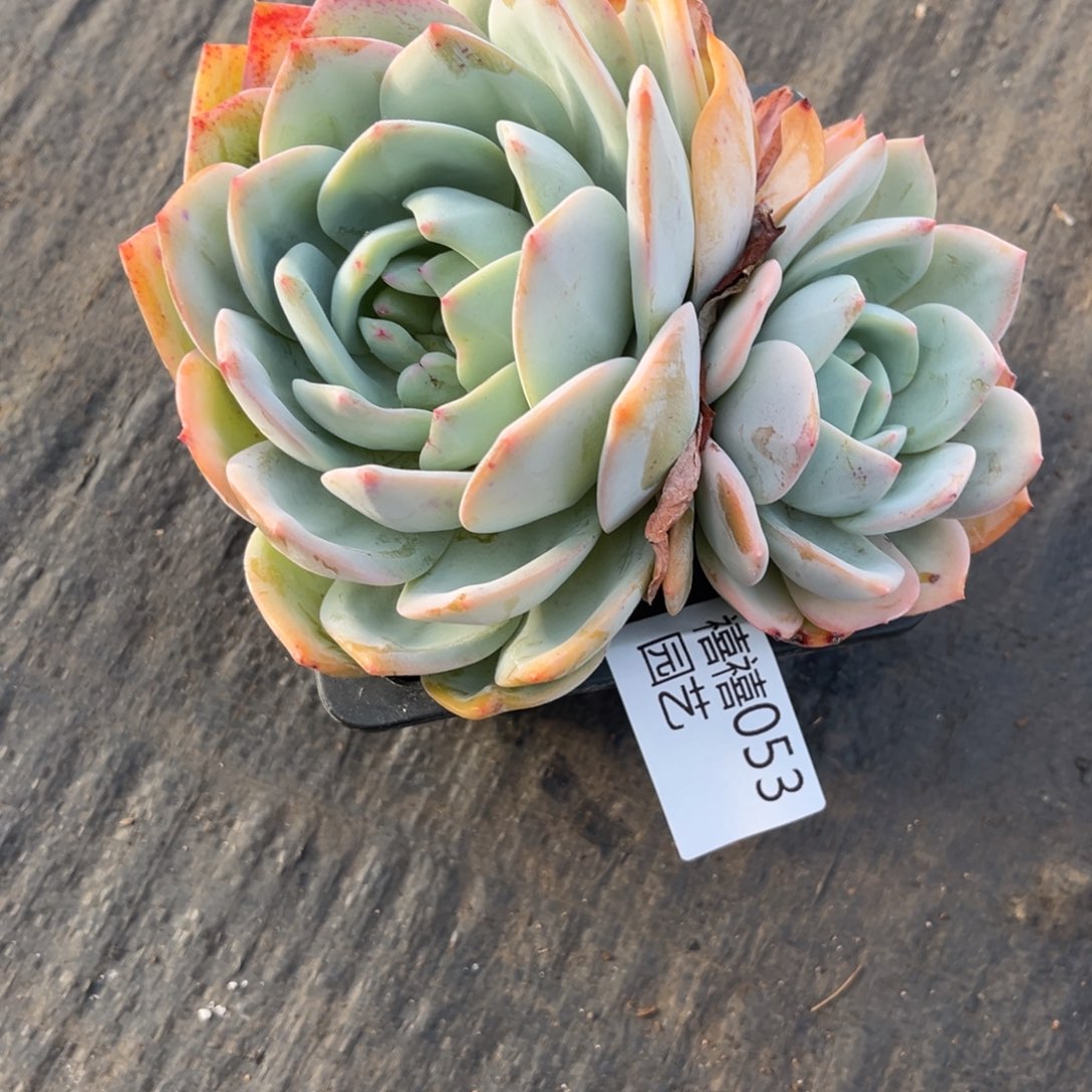 053凤橙粗腿多肉植物