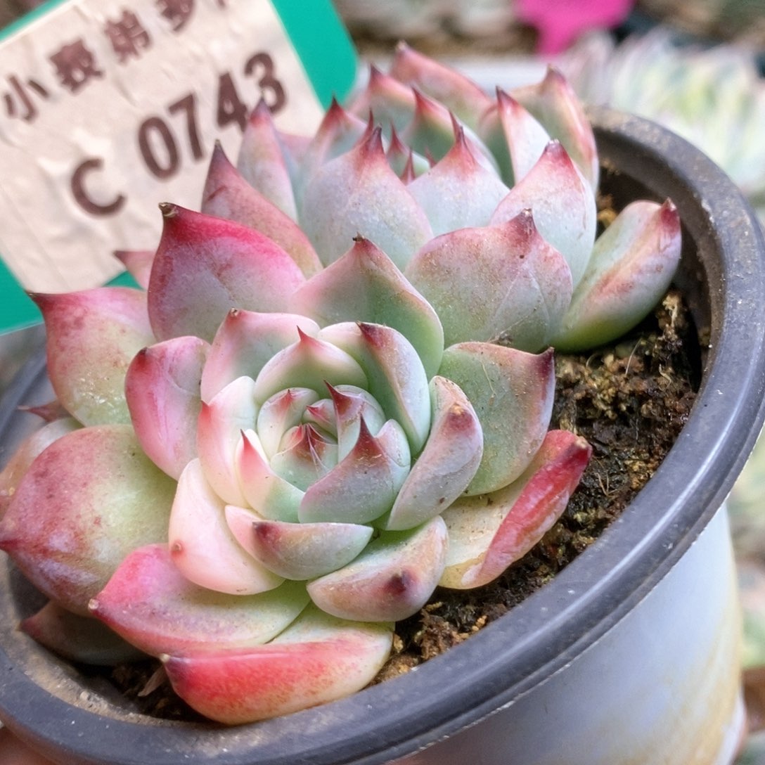 743锦锦锦锦锦锦锦