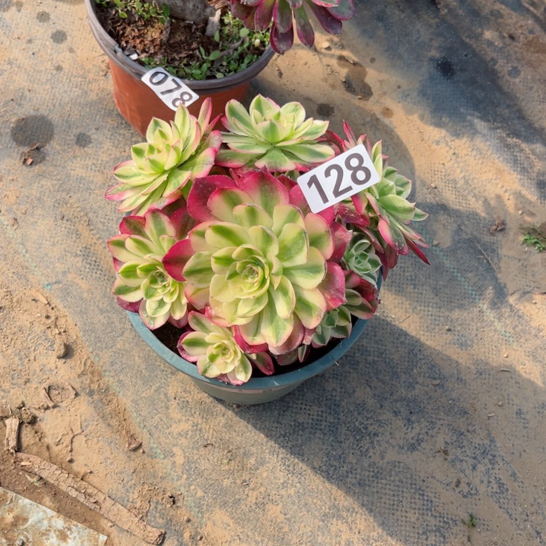 128荔枝法师多肉植物