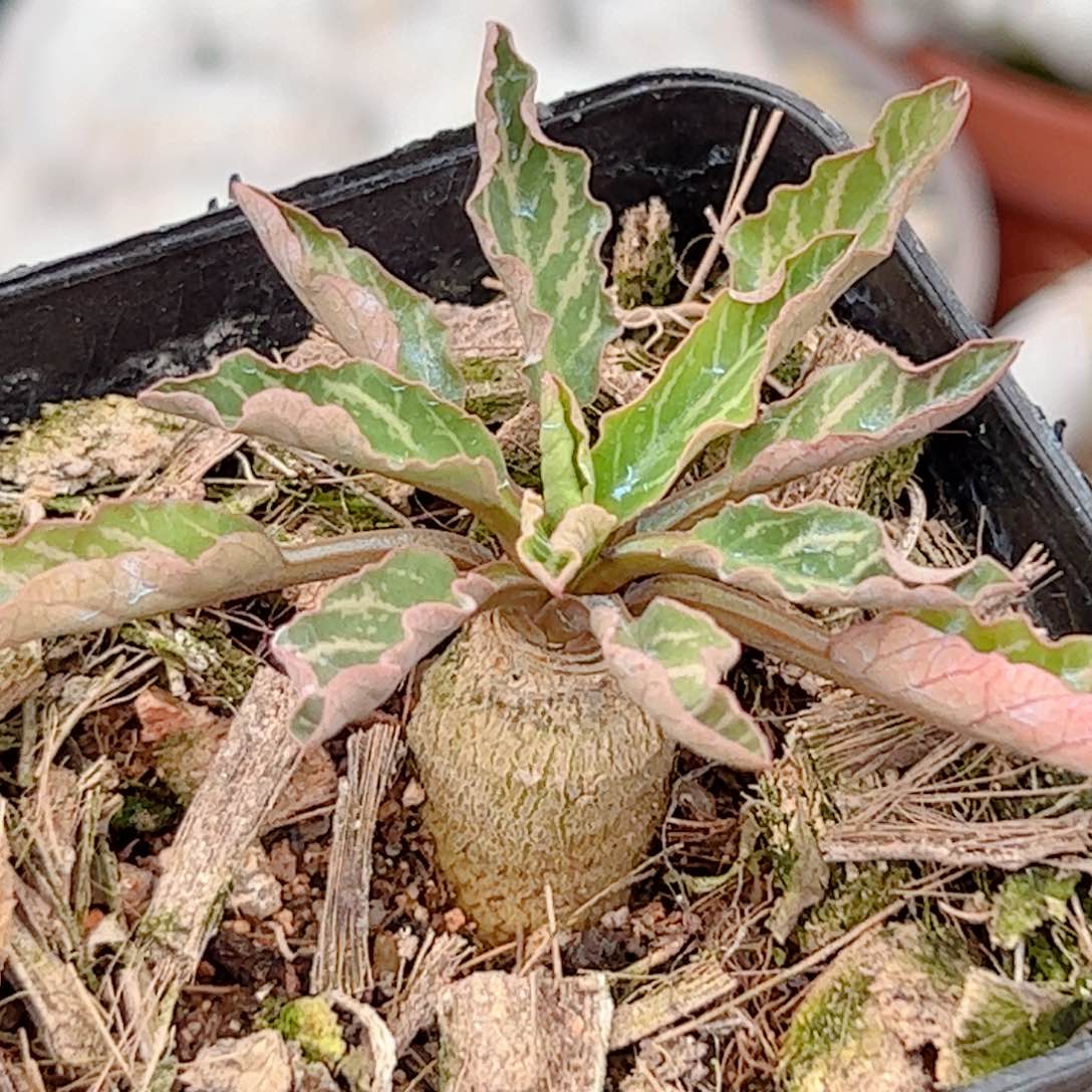 鱼骨大戟块根仙人球