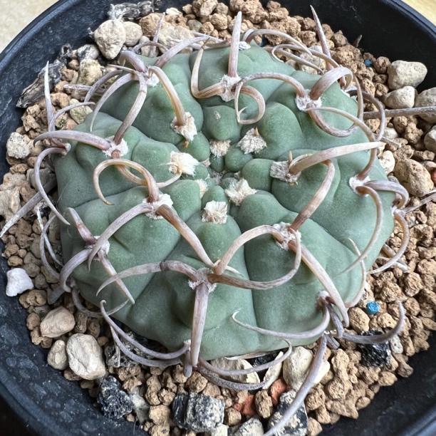 卷刺三枪玉仙人球多肉植物绿植盆栽花卉龙舌兰