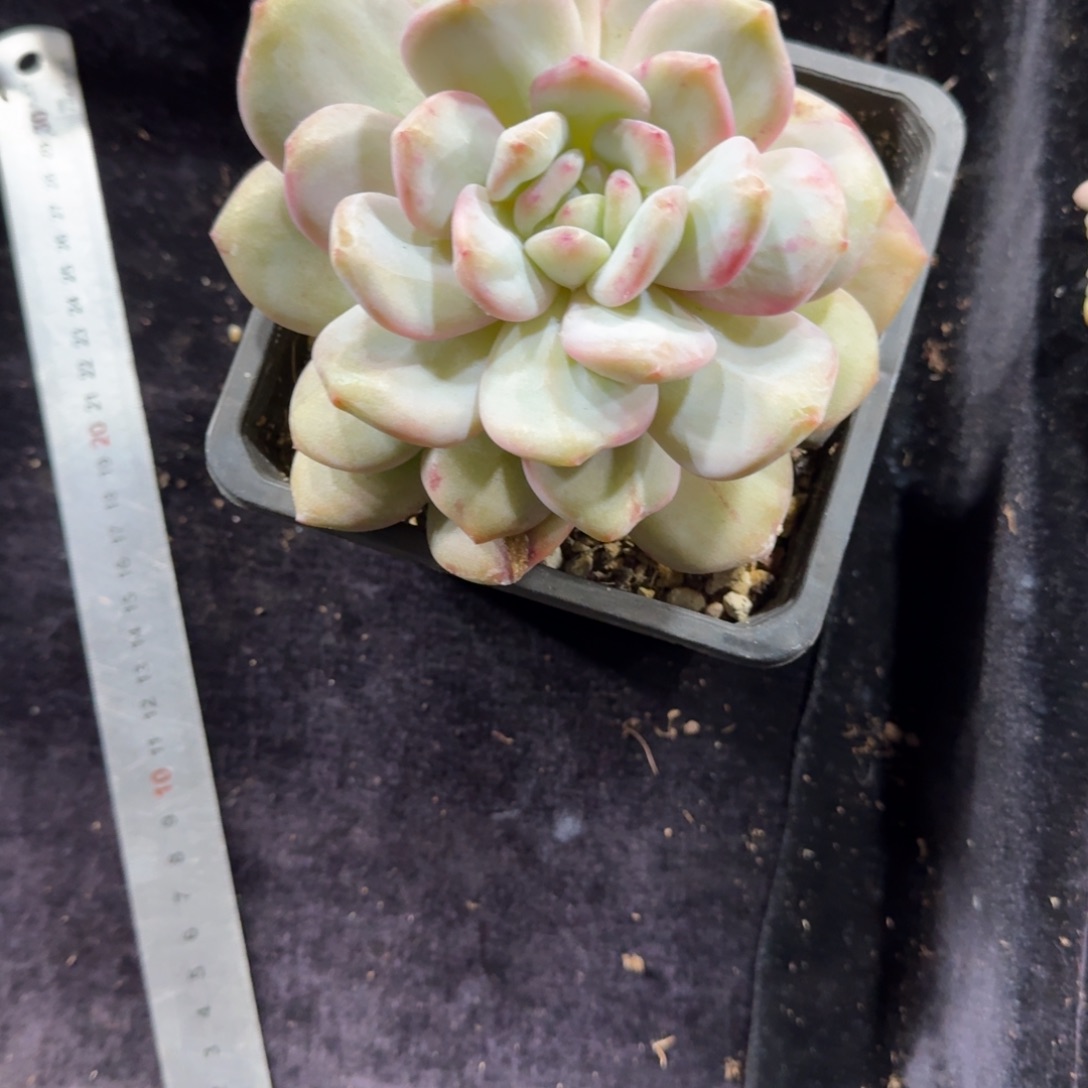 茶***漫一物一拍石化单头橙子