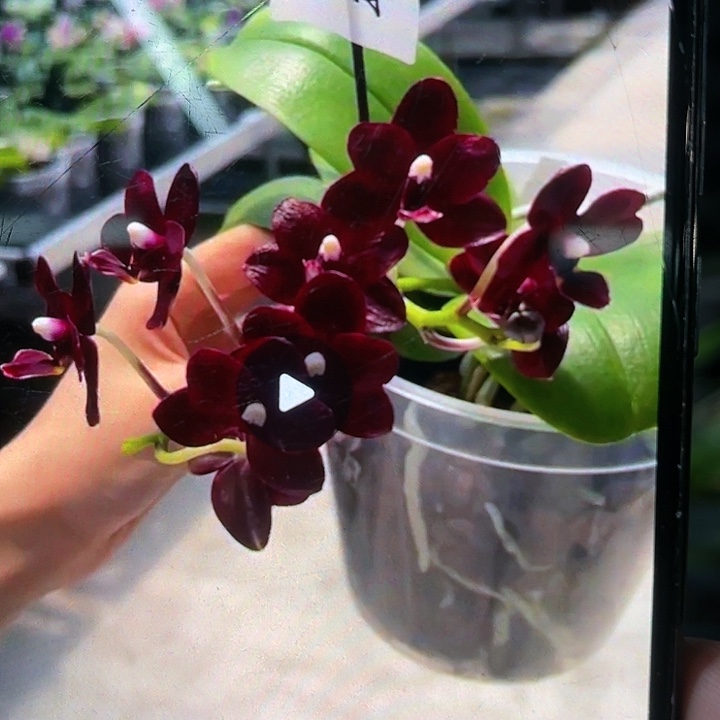 当前无花栽培后可以开花黑莓