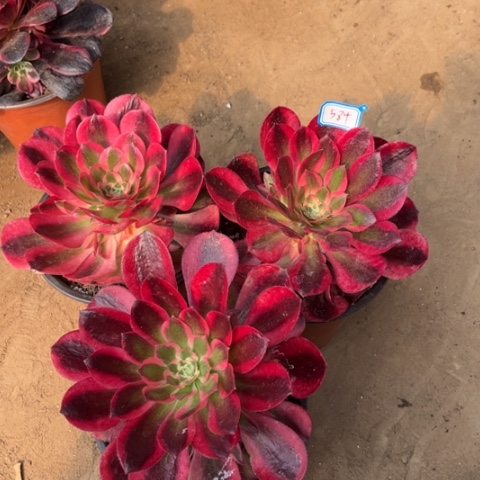 584多肉植物组合