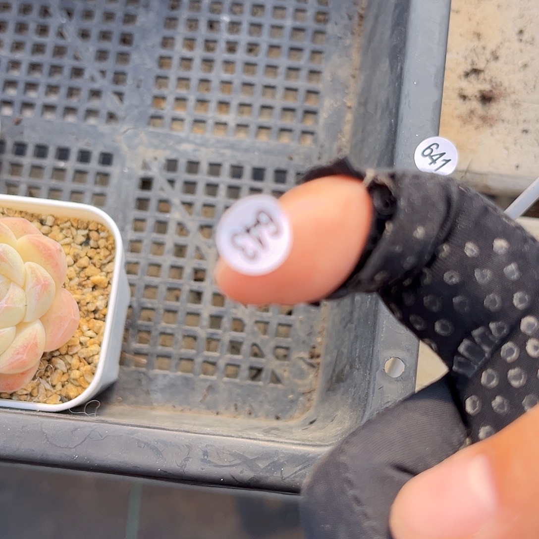 哦***y643 珍妮多肉  充