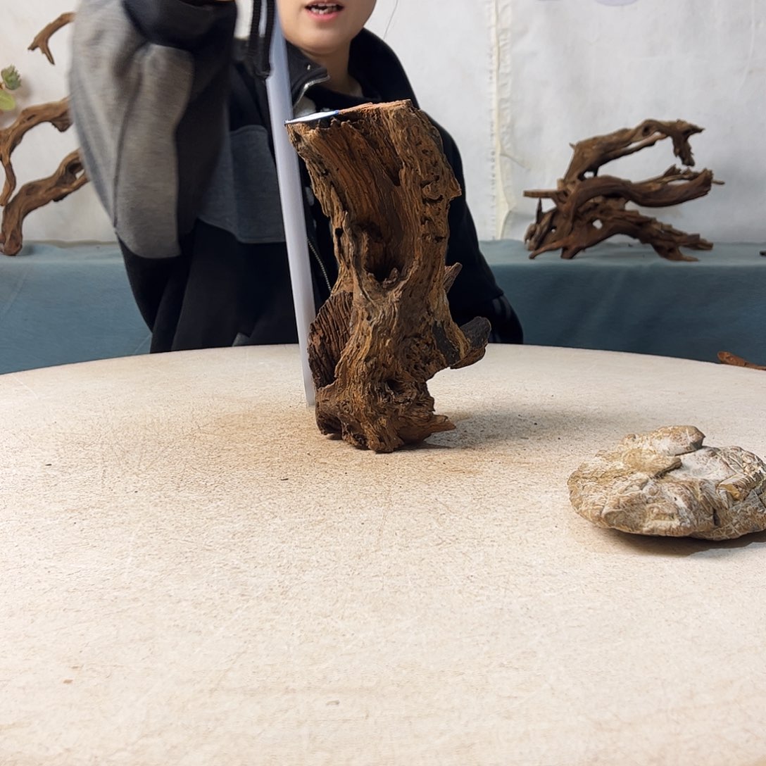 沉木造景爬宠造景